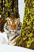 TGR 02 TL0035 01
Siberian Tiger Laying On Snow Behind Tree