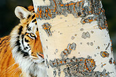 TGR 02 TL0036 01
Siberian Tiger Laying Behind Tree