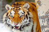TGR 02 TL0037 01
Siberian Tiger Standing On Snow Behind Tree