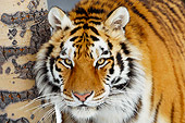TGR 02 TL0039 01
Siberian Tiger Standing On Snow Beside Tree