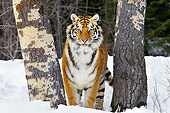 TGR 02 TL0044 01
Siberian Tiger Standing On Snow Between Trees