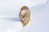 TGR 02 TL0045 01
Siberian Tiger Walking Through Deep Snow
