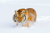 TGR 02 TL0046 01
Siberian Tiger Walking Through Deep Snow