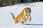TGR 02 TL0047 01
Siberian Tiger Leaping In Deep Snow