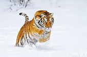 TGR 02 TL0049 01
Siberian Tiger Leaping In Deep Snow