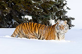 TGR 02 TL0050 01
Siberian Tiger Standing In Deep Snow By Tree