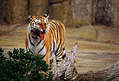 TGR 03 RK0001 07
Humorous Shot Of Bengal Tiger Growling At Camera By Bushes