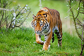 TGR 04 GL0003 01
Sumatran Tiger Walking Through Grass And Blossoms