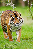 TGR 04 GL0004 01
Sumatran Tiger Walking Through Grass And Blossoms