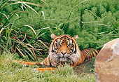 TGR 04 GL0005 01
Sumatran Tiger Cooling Off In Pond