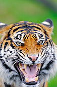 TGR 04 TL0005 01
Head Shot Of Sumatran Tiger Snarling