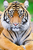 TGR 04 TL0006 01
Head Shot Of Sumatran Tiger Laying On Grass