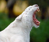 TGR 09 GR0001 01
Head Shot Of White Tiger Yawning