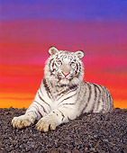 TGR 09 RK0007 09
White Bengal Tiger Laying On Black Rocks Sunst Background