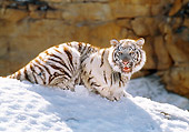 TGR 09 RK0041 03
White Tiger Laying On Snow Growling