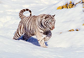 TGR 09 RK0046 04
White Bengal Tiger Running On Snow