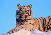 TGR 09 RK0059 06
Head Shot Of White Tiger Laying On Snow At Dusk