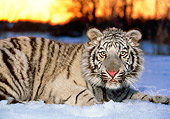 TGR 09 RK0062 04
White Tiger Laying In Snow By Trees Sunset Background