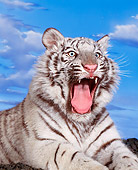 TGR 09 RK0068 01
Head Shot Of White Tiger Laying With Mouth Open Cloudy Blue Sky