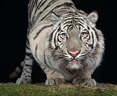 TGR 09 RK0088 12
White Bengal Tiger.