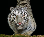 TGR 09 RK0088 13
White Bengal Tiger.