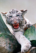 TGR 09 RK0112 11
White Bengal Tiger Cub Snarling In Tree