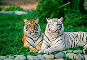 TGR 09 RK0156 02
Orange and White Tigers Laying On Grass