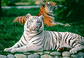 TGR 09 RK0161 07
White Tiger Laying On Rocks