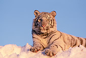 TGR 09 RK0001 29
White Tiger Sitting On Snow