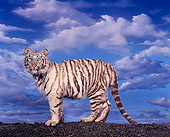 TGR 09 RK0011 02
White Bengal Tiger On Black Rocks Blue Sky Clouds Background