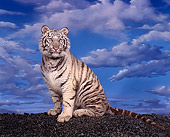 TGR 09 RK0012 04
White Bengal Tiger Sitting On Black Rocks Blue Cloudy Sky Background