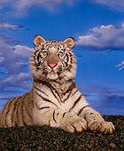 TGR 09 RK0014 11
White Bengal Tiger Laying On Rocks Blue Sky Studio