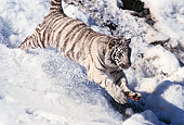 TGR 09 RK0024 02
Close Up Of White Tiger Running Down Snow Mountain