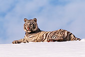 TGR 09 RK0038 07
White Tiger Sitting On Snow On Side Blue Skies