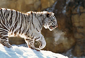 TGR 09 RK0040 05
White Tiger Walking On Snow