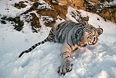 TGR 09 RK0051 02
White Tiger Laying In Snow By Rocks Dusk