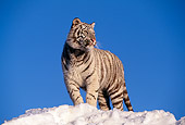 TGR 09 RK0057 02
White Tiger Standing On Top Of Snow Hill Blue Skies