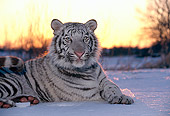 TGR 09 RK0062 06
White Tiger Laying In Snow By Trees Sunset Background