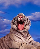 TGR 09 RK0068 03
Head Shot Of White Tiger Laying With Mouth Open Cloudy Blue Sky