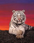 TGR 09 RK0077 01
White Tiger Laying Facing Camera On Rocks Eyes Closed Sunset Background