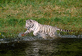 TGR 09 RK0078 21
White Tiger Running Across Edge Of Water By Green Plant Hill