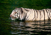TGR 09 RK0082 12
Profile Close-Up Of White Tiger Standing In Water