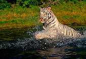 TGR 09 RK0083 17
White Tiger Splashing In Water