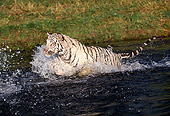 TGR 09 RK0083 25
White Tiger Splashing In Water