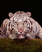 TGR 09 RK0090 01
White Tiger Laying Head Low Facing Camera On Grass Studio Background