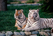 TGR 09 RK0161 01
White Tiger Laying On Rocks