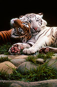 TGR 09 RK0166 01
White and Copper Bengal Tigers Snuggling By Rocks