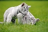 TGR 10 GL0001 01
White Bengal Tiger Cubs Playing On Grass
