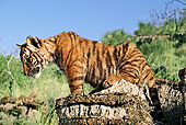 TGR 10 MH0004 01
Tiger Cub Sitting On Rock In Grass