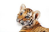 TGR 10 MH0005 01
Head Shot Of Tiger Cub Looking Up On White Seamless
